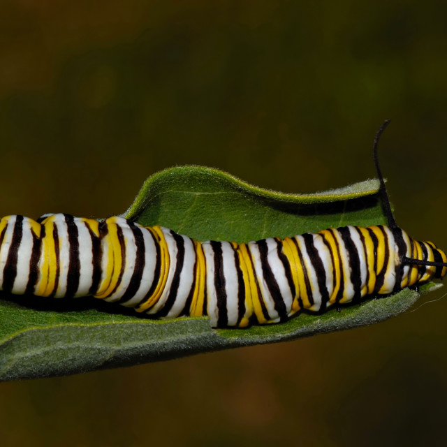 "Monarch butterfly caterpillar." stock image