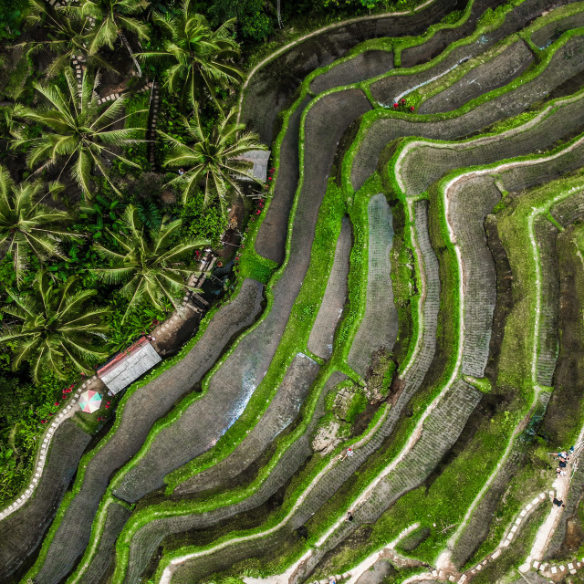"Indonesian Rice Field Top Down View" stock image
