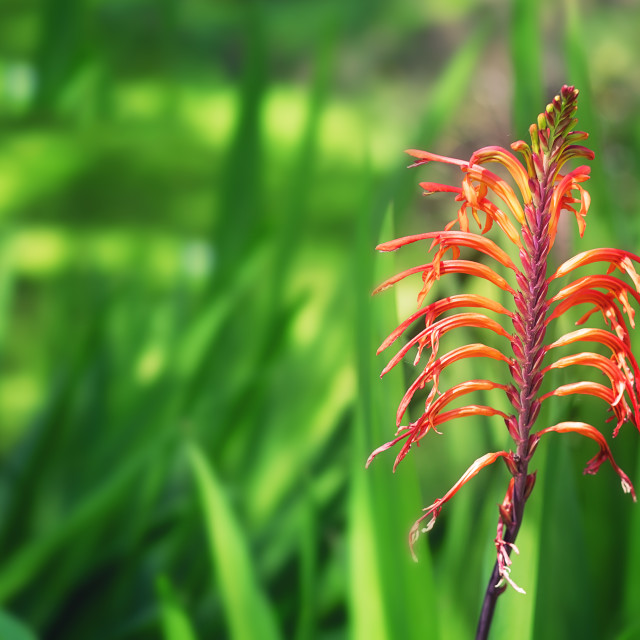 "Crocosmia Flowering Plant in Bloom" stock image