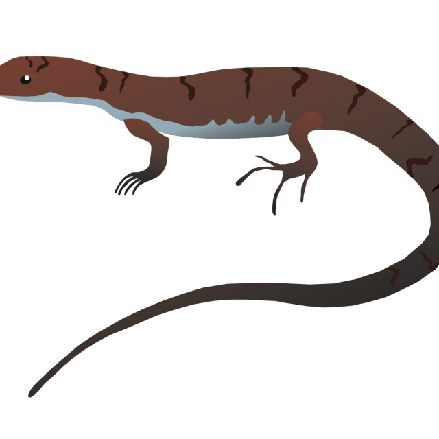 "Lizard Koolamooloo" stock image