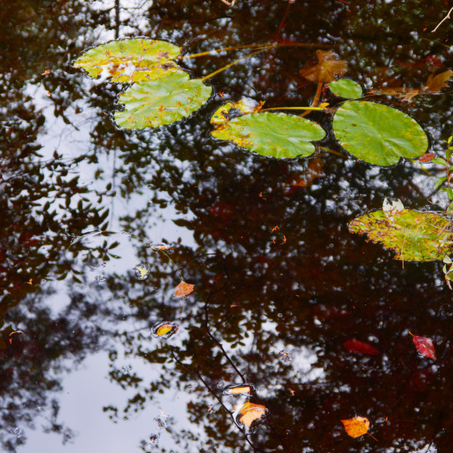 "LEAVES FLOATING IN A RIVER" by JOHN MOUNT - $25.10 "LEAVES FLOATING IN A RIVER" stock image