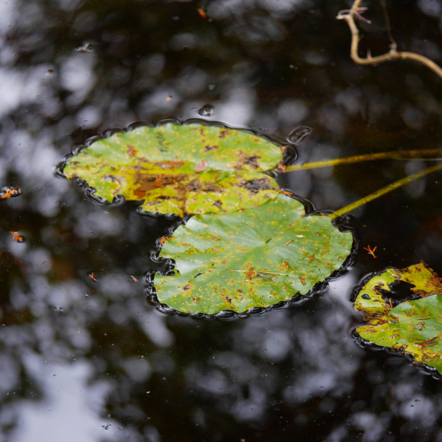 "LEAVES FLOATING IN A RIVER" by JOHN MOUNT - $25.10 "LEAVES FLOATING IN A RIVER" stock image