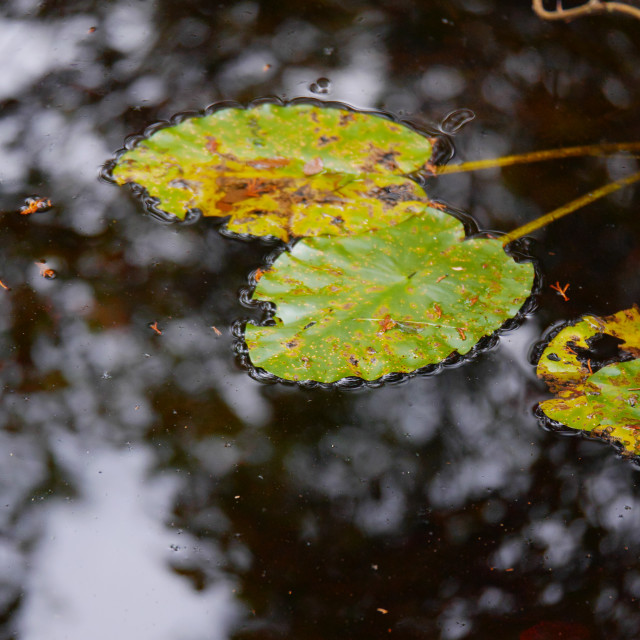 "LEAVES FLOATING IN A RIVER" stock image