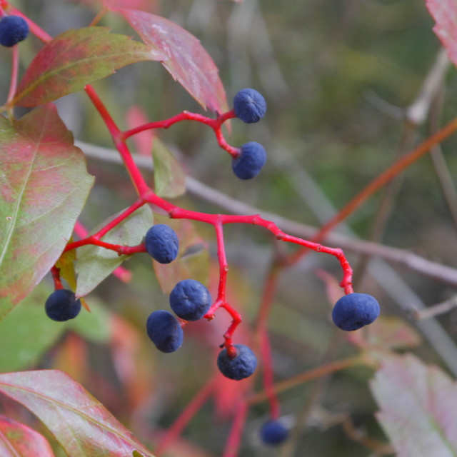 "WILD BERRIES" by JOHN MOUNT - $25.10 "WILD BERRIES" stock image