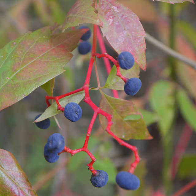 "WILD BERRIES" by JOHN MOUNT - $25.10 "WILD BERRIES" stock image