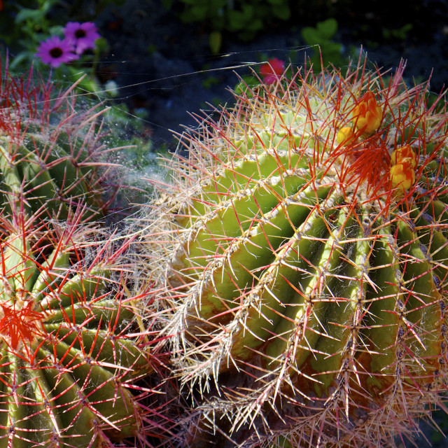 "COLORFUL CACTUS" by JOHN MOUNT - $25.10 "COLORFUL CACTUS" stock image