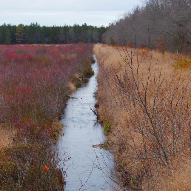 "CRANBERRY BOG" by JOHN MOUNT - $25.10 "CRANBERRY BOG" stock image
