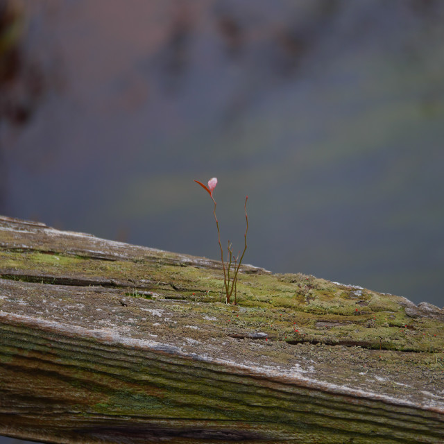 "FLOWER ON A WOODEN BEAM" by JOHN MOUNT - $25.10 "FLOWER ON A WOODEN BEAM" stock image