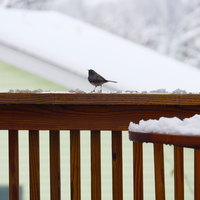 "BIRD ON A DECK" by JOHN MOUNT - $25.10 "BIRD ON A DECK" stock image