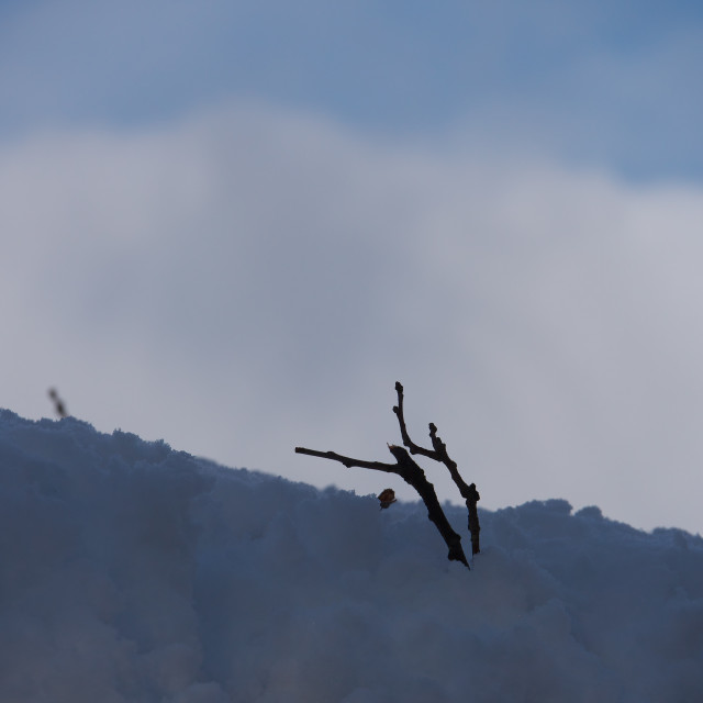 "DEFIANT TWIGS" by JOHN MOUNT - $25.10 "DEFIANT TWIGS" stock image