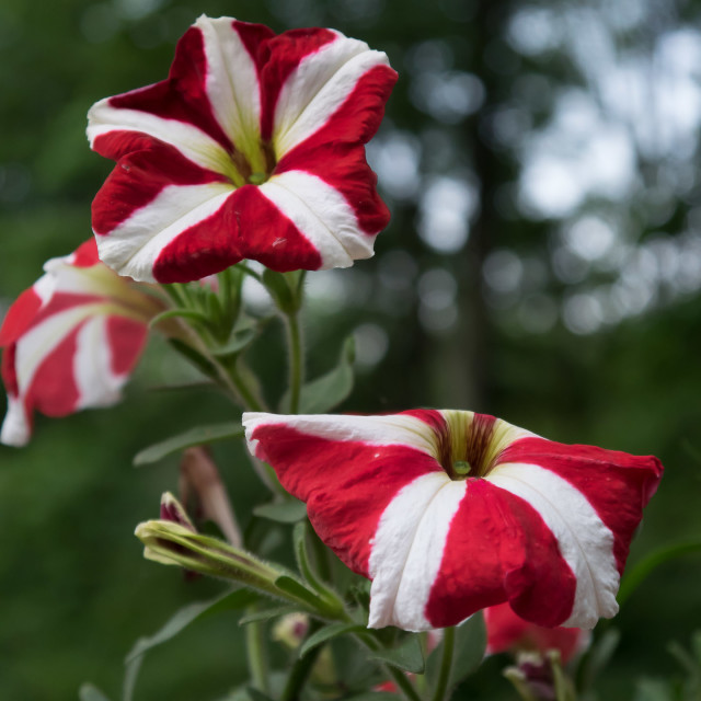 "RED AND WHITE FLOWERS" by JOHN MOUNT - $25.10 "RED AND WHITE FLOWERS" stock image