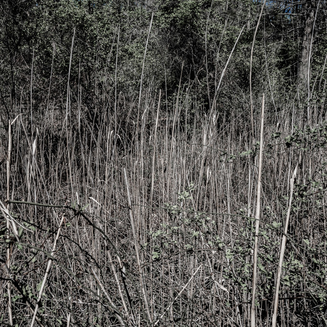 "PRETTY FOREST NATURE SCENE" by JOHN MOUNT - $25.10 "PRETTY FOREST NATURE SCENE" stock image