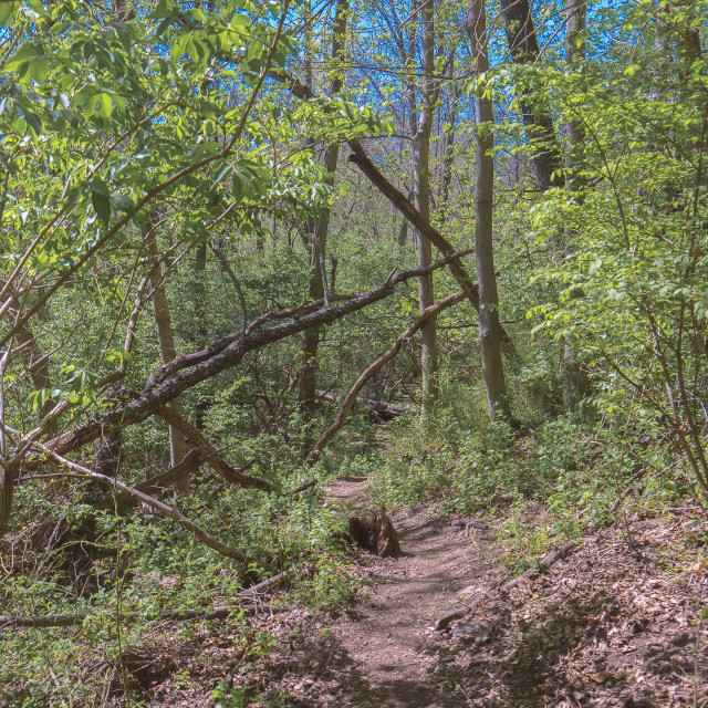 "PRETTY FOREST NATURE SCENE" by JOHN MOUNT - $25.10 "PRETTY FOREST NATURE SCENE" stock image