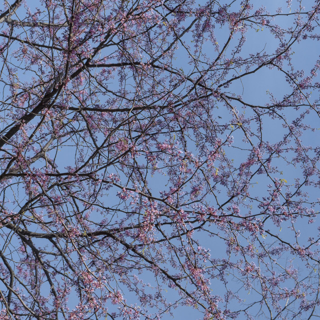"CHERRY BLOSSOMS" by JOHN MOUNT - $25.10 "CHERRY BLOSSOMS" stock image