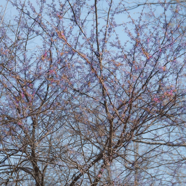 "CHERRY BLOSSOMS" by JOHN MOUNT - $25.10 "CHERRY BLOSSOMS" stock image