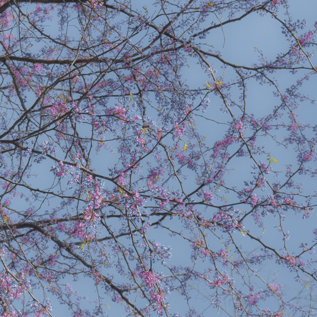 "CHERRY BLOSSOMS" by JOHN MOUNT - $25.10 "CHERRY BLOSSOMS" stock image