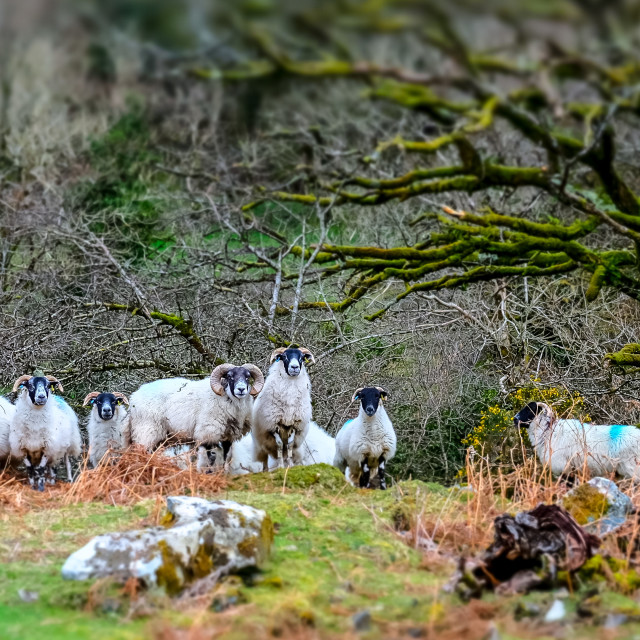 "Dartmoor Sheep" stock image
