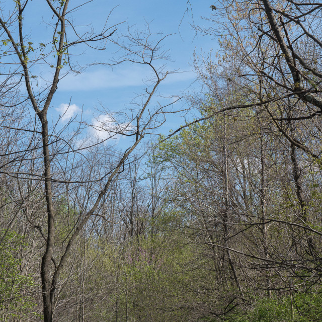 "FOREST AT THE D&R CANAL" by JOHN MOUNT - $25.10 "FOREST AT THE D&R CANAL" stock image