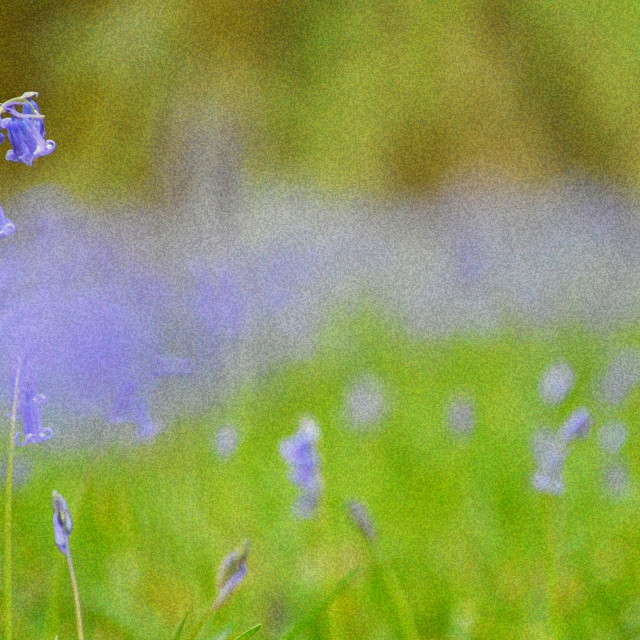 "Purple Haze" stock image