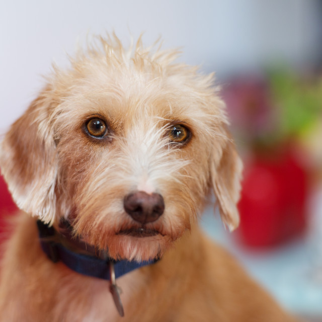 "Portriat little cross breed dog" stock image