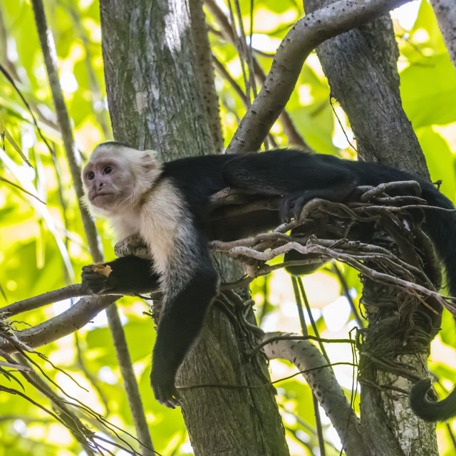 "A Panamanian white-faced capuchin, Cebus imitator, in Manuel Antonio National..." stock image