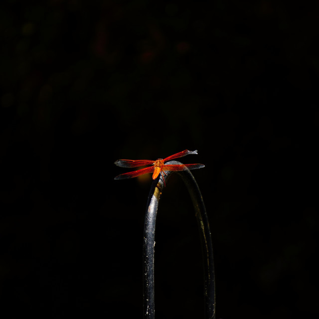 "orange dragonfly" stock image