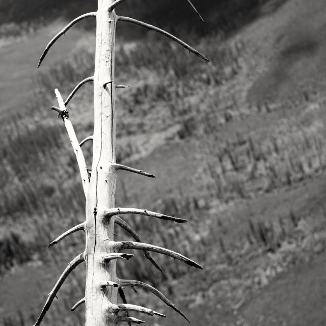 "montana dead tree" stock image