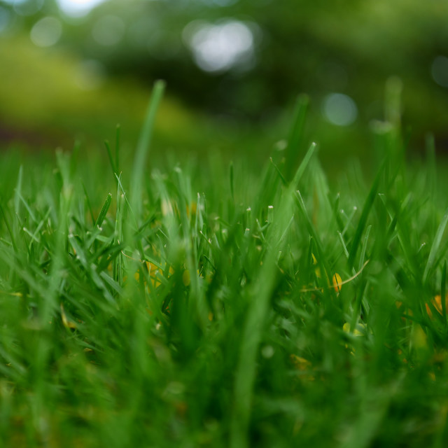 "Green grass close up" by JOHN MOUNT - $25.10 "Green grass close up" stock image