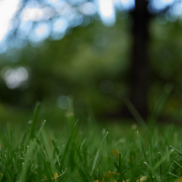 "Green grass close up" by JOHN MOUNT - $25.10 "Green grass close up" stock image