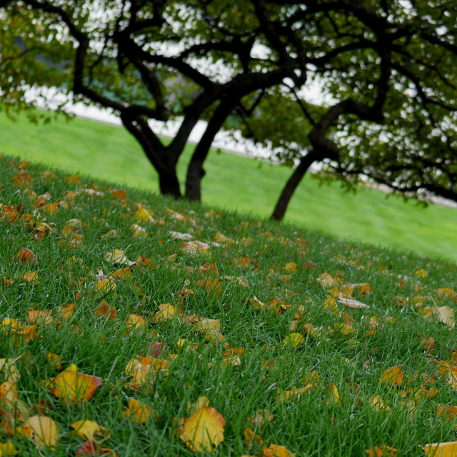"Green grass and golden leaves" by JOHN MOUNT - $25.10 "Green grass and golden leaves" stock image