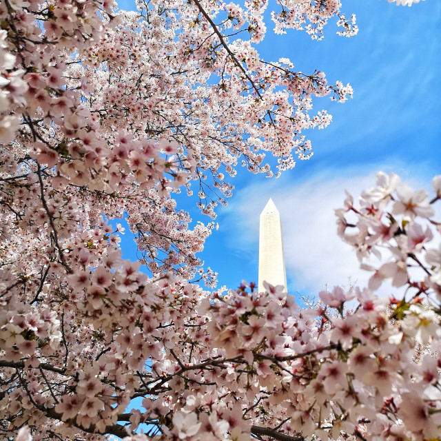 "Washington Monument in Blossom" stock image