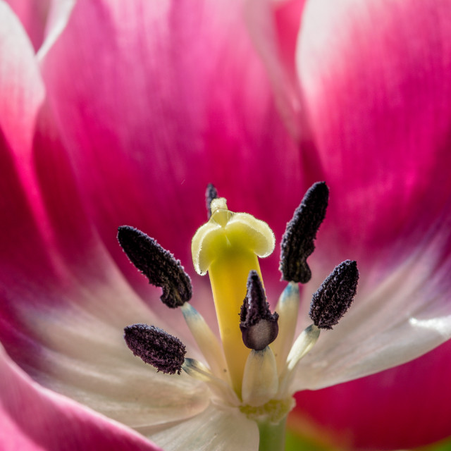 "Centre of a tulip" stock image