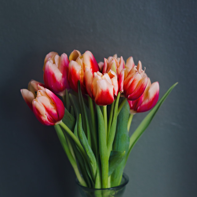 "Bouquet of Pink with Cream Tips, Tulips in a Vase in Front of a Grey Textured Wall" stock image