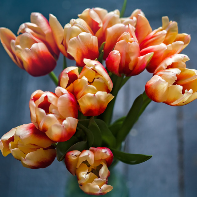 "Overhead View Close Up of a Bouquet of Orange Tulips With Textured Wood Background" stock image