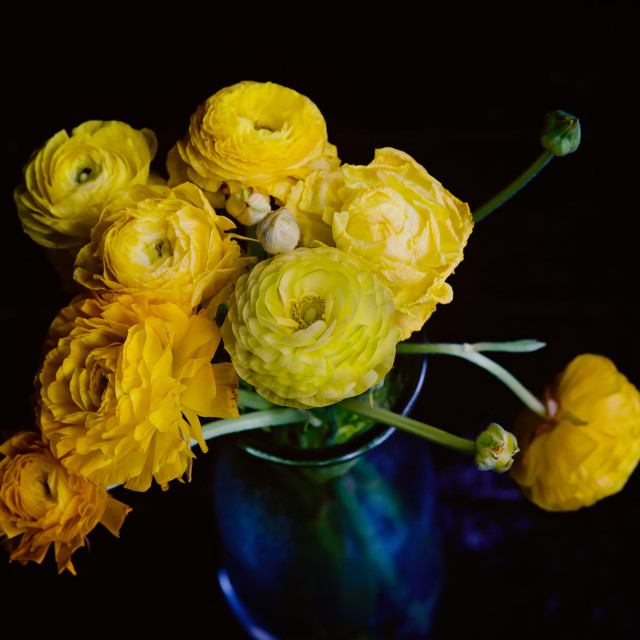 "Bouquet of Yellow Ranunculus in a Glass Vase in a Home" stock image