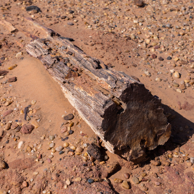 "Petrified wood in the desert, Northern State, El-Kurru, Sudan" stock image