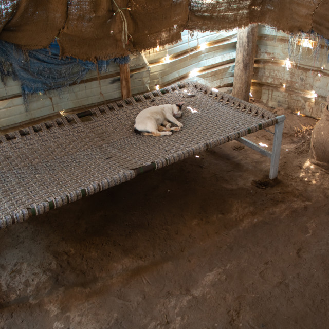"Cat sleeping on a traditional bed, Red Sea State, Suakin, Sudan" stock image