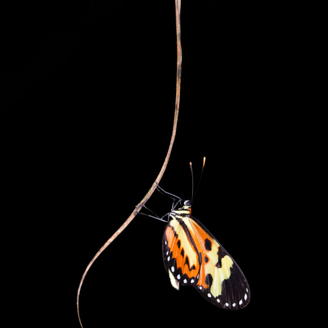 "The Eueides isabella (here known as borboleta-asa-de-tigre)" stock image