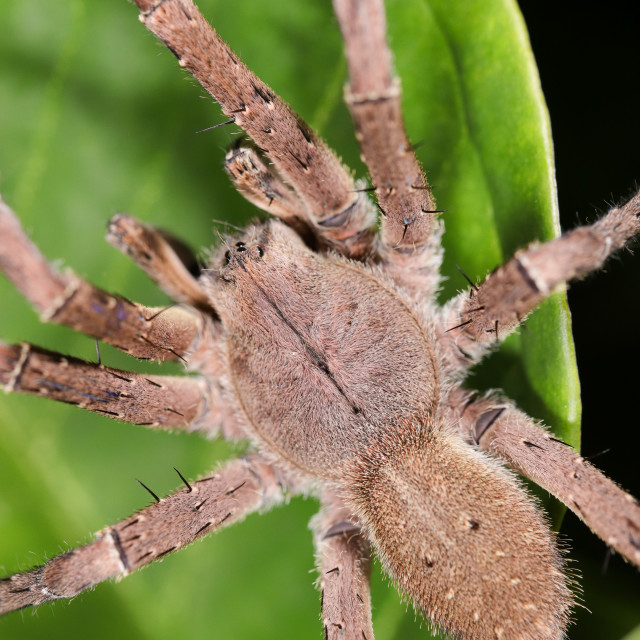"The Brazilian Wandering Spider (Phoneutria nigriventer)" stock image