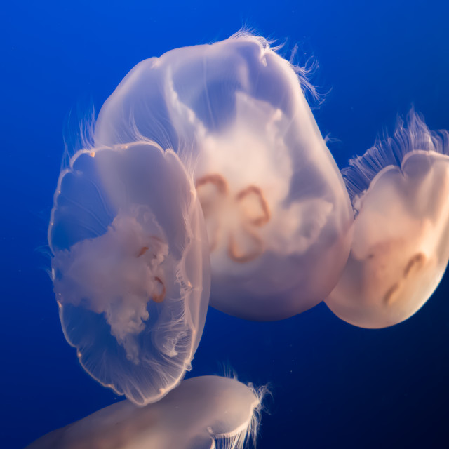 "Jellyfish at the Monterey Bay Aquarium" by JOHN MOUNT - $25.14 "Jellyfish at the Monterey Bay Aquarium" stock image