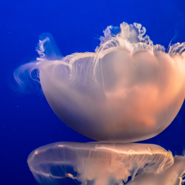 "Jellyfish at the Monterey Bay Aquarium" by JOHN MOUNT - $25.14 "Jellyfish at the Monterey Bay Aquarium" stock image