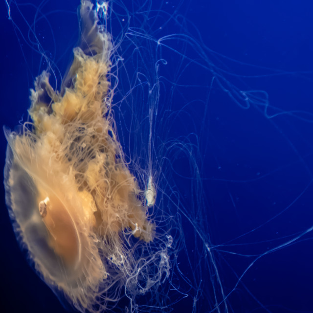 "Jellyfish at the Monterey Bay Aquarium" by JOHN MOUNT - $25.14 "Jellyfish at the Monterey Bay Aquarium" stock image
