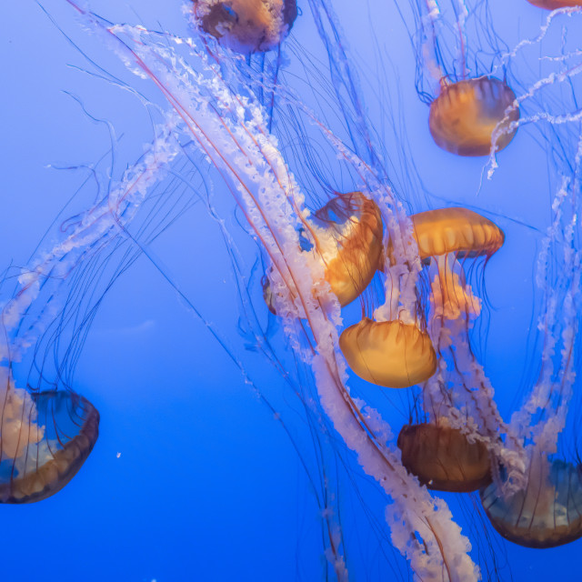 "Jellyfish at the Monterey Bay Aquarium" by JOHN MOUNT - $25.14 "Jellyfish at the Monterey Bay Aquarium" stock image