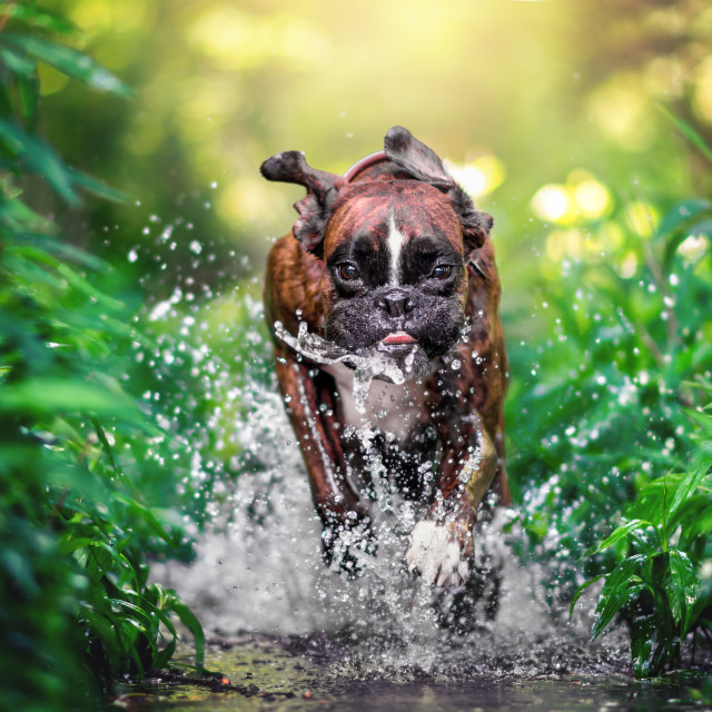 "Boxer dog in action" stock image