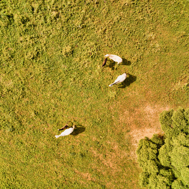 "Horses from above eagle view drone photo" stock image