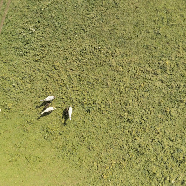 "Aerial view, of horses on a grass field" stock image