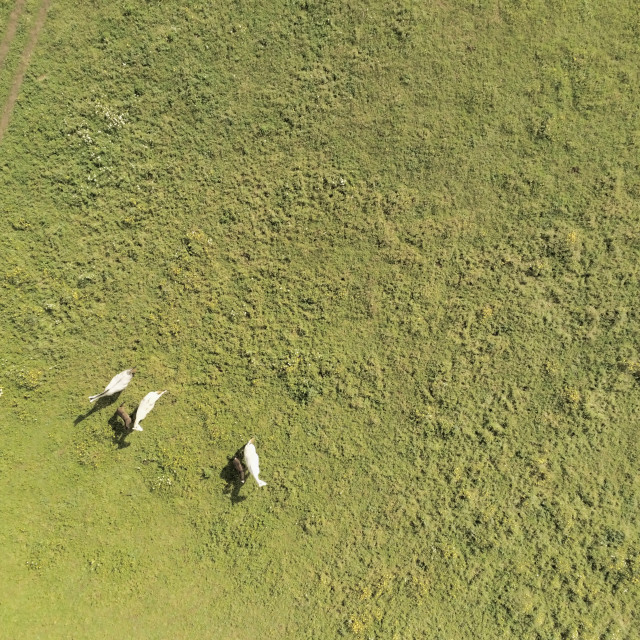 "Aerial view, of horses on a grass field" stock image