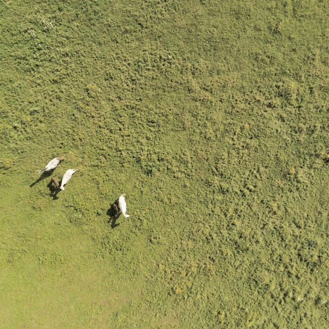 "Aerial view, of horses on a grass field" stock image