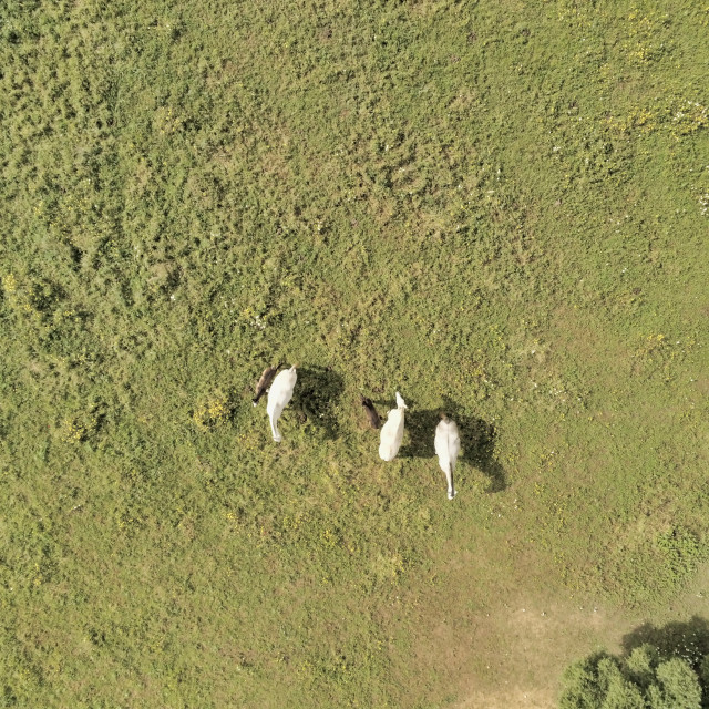 "Aerial view, of horses on a grass field" stock image