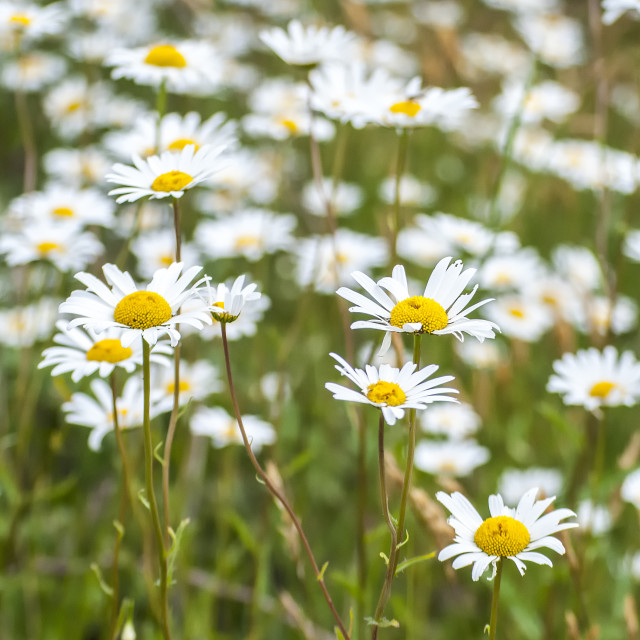 "A Bed of Daisies" stock image